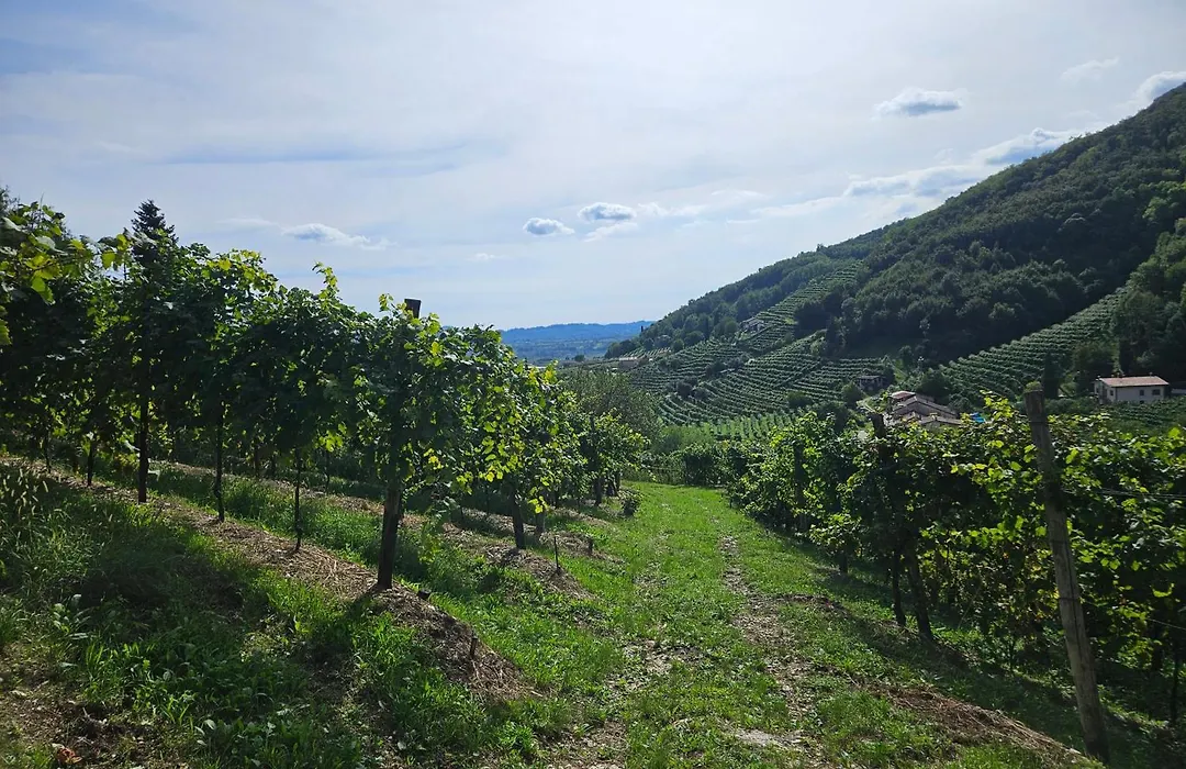 Le Zitelle di Ron-1